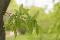 Quercus libani  Lebanon oak