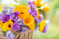 Bouquet containing Calendula 'Art Shades', Phacelia tanacetifolia, Lunaria annua, Chives - Allium schoenoprasum, Eschscholzia aurantiaca