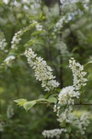 Prunus padus,  bird cherry