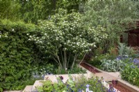 Multi stem Crataegus x lavalleei 'Carrierei'  overhanging a water rill with inset willow pattern - Morris  and  Co, RHS Chelsea Flower Show 2022 - Gold Medal