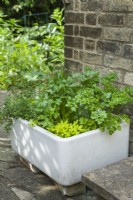 Collection of herbs growing in old butler sink near house. Parsley, flat leaved parsley, thyme and oregano. June.