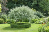 Pyrus salicifolia 'Pendula' -
pendulous willow-leaved pear. Tree neatly pruned to shape with circular box edging forming a focal point in lawn. June