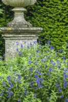 Veronica austriaca subsp. teucrium 'Crater Lake Blue', antique stone urn and yew hedge. June