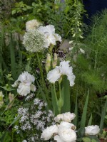 Soft white planting scheme with Iris Madieria Belle, and Allium stipitatum 'Mount Everest'