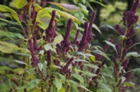 Amaranthus cruentus