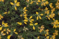 Genista hispanica subsp. occidentalis, Spanish Gorse