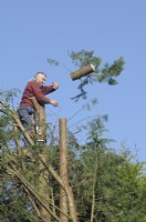 Man discarding a segment of conifer tree after chainsaw work  