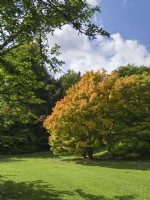 Acer palmatum 'Sango kaku' Coral bark maple in parkland at Batsford Arboretum