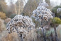 Eupatorium maculatum 'Gateway' - Joe Pye weed - December 