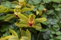 Cymbidium lowianum,  Low's boat orchid