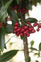 Ardisia crenata, Christmas berry. 