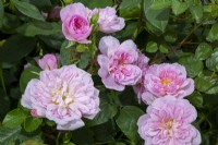 Rosa 'Elizabeth' Rose - Ausmajesty English Shrub Rose Bred By David Austin Roses for HM The Queen's Platinum Jubilee