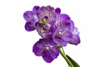 HM The Queen Queen's Platinum Jubilee Orchid V. Janet McDonald X 'Vanda' coerulae new hybrid cross RHS Chelsea Flower Show 2022 white background

