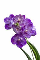HM The Queen Queen's Platinum Jubilee Orchid V. Janet McDonald X 'Vanda' coerulae new hybrid cross against white background RHS Chelsea Flower Show 2022 

