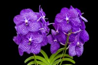 HM The Queen Queen's Platinum Jubilee Orchid V. Janet McDonald X 'Vanda' coerulae new hybrid cross against black background RHS Chelsea Flower Show 2022 
