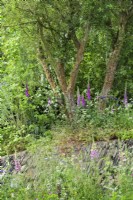 Multistem hawthorn tree with Digitalis above overgrown dry-stone wall next to a wooden hut - A rewilding Britain Landscape 