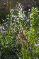 Echium 'Red Feather' with Anchusa azurea 'Loddon Royalist and Campanula in The Mind Garden -