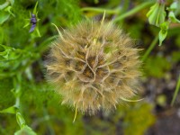 Tragopogon Porrifolius salsify seed head  Norfolk June