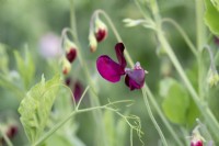 Lathyrus odoratus 'Monty Don' - Sweet pea