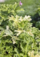 Pelargonium odoratissimum Harlekin, summer August