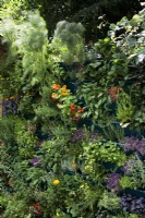 A green wall, vertically planted with herbs like sage, rosemary, thyme, or Salvia officianalis, Salvia rosmarinus and Thymus vulgaris.    Marigolds and strawberries, Tagetes and Fragaria Ã— ananassa , have a place in this vertical garden too.