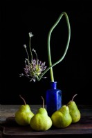 Still life photograph of an arrangement of four  Pyrus communis 'Doyenne Du Comice', or commice pears and a single flowering stem of Allium schubertii in a vintage blue glass medicine bottle. Photographed against a black background.