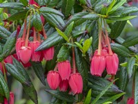  Crinodendron hookerianum  Chilean lantern tree 