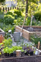 Vegetable seedlings and tools ready for planting.