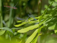 Common Blue Damselfly Enallagma cyathigerum  pair mating and Red Damselfly flying in