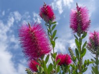 Callistemon citrinus 'Splendens'  Mid June