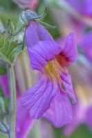 Rehmannia elata 'Walberton's Magic Dragon' flowering in Summer - June