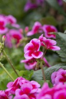 Pelargonium calliope 'Rose Splash'