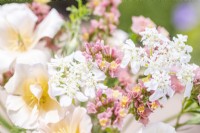 Bouquet containing Eschscholzia californica 'Peach Sorbet', Orlaya grandiflora and Limonium 'Apricot Beauty'