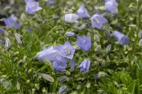 Campanula cochleariifolia 'Swinging bells blue'