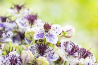 Bouquet of Nigella papillosa 'Delft Blue'