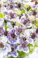 Bouquet of Nigella papillosa 'Delft Blue'
