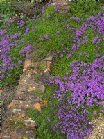 Thymus polytrichus - Wild Thyme 