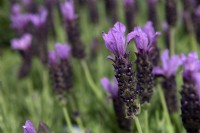 Lavandula stoechas 'Javelin compact blue' lavender