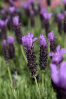 Lavandula stoechas 'Javelin compact blue' lavender