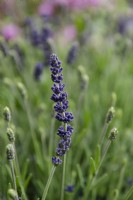 Lavandula angustifolia 'Aromatico blue' lavender