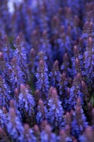 Salvia nemorosa 'Sensation deep blue'