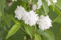 Prunus glandulosa 'Alba Plena' dwarf flowering almond 'Alba Plena'