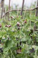 Pisum sativum Shiraz - Mangetout pea