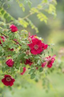 Rosa moyesii 'Geranium' - Wild Rose