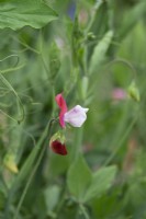 Lathyrus odoratus 'Crown Princess of Prussia' - Sweet pea
