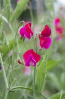 Lathyrus odoratus 'Prince Edward of York' - Sweet pea
