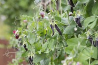 Pisum sativum Shiraz - Mangetout pea