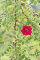 Rosa moyesii 'Geranium' - Wild Rose