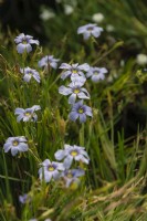Sisyrinchium angustifolium, narrow-leaf blue-eyed-grass
