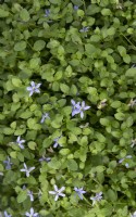 Pratia pedunculata 'County park'